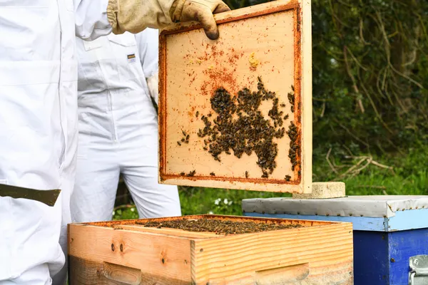 Dégustez des miels bretons, francais et rares avec Mathias - Image n°4 - Wecandoo
