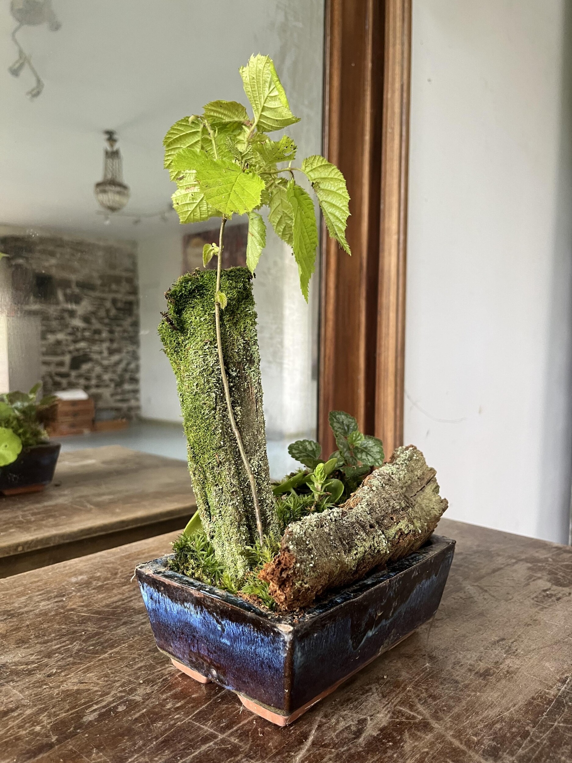 Créez votre keshiki bonsaï