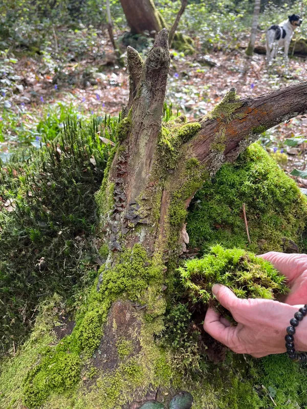 Créez votre keshiki bonsaï avec Françoise - Afbeelding nr. 2 - Wecandoo