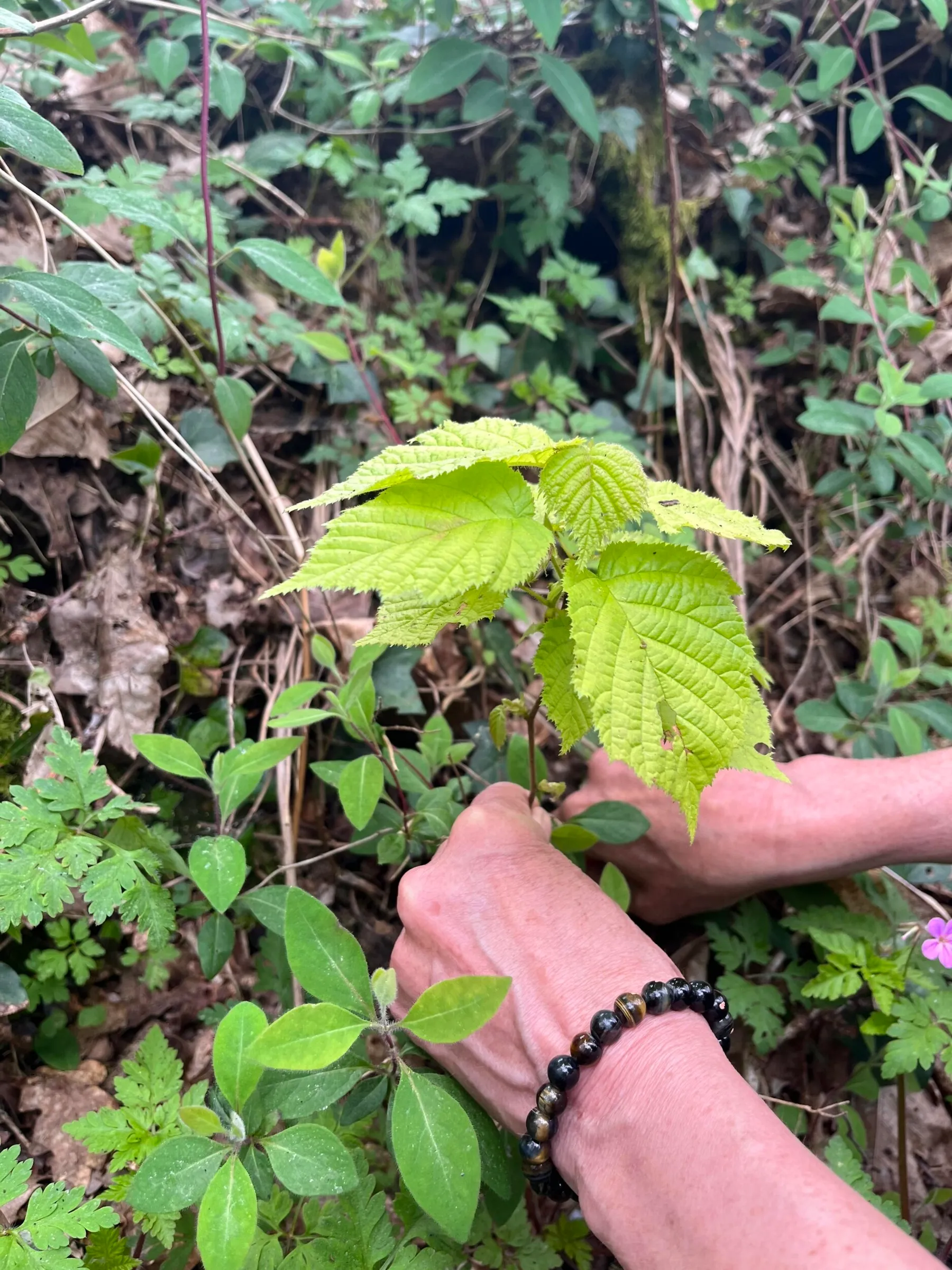 Créez votre keshiki bonsaï avec Françoise - Image n°3 - Wecandoo