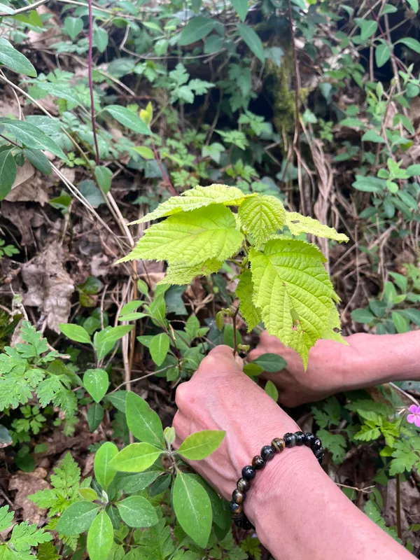 Créez votre keshiki bonsaï avec Françoise - Afbeelding nr. 3 - Wecandoo