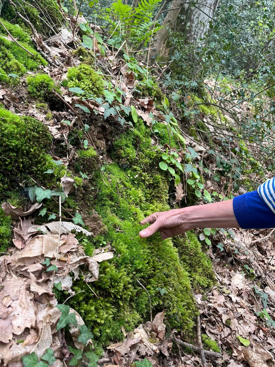 Créez votre keshiki bonsaï avec Françoise - Afbeelding nr. 1 - Wecandoo