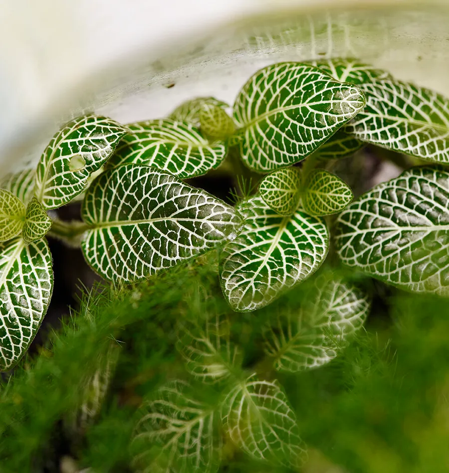 Créez votre petit terrarium - Image n°1 - Wecandoo