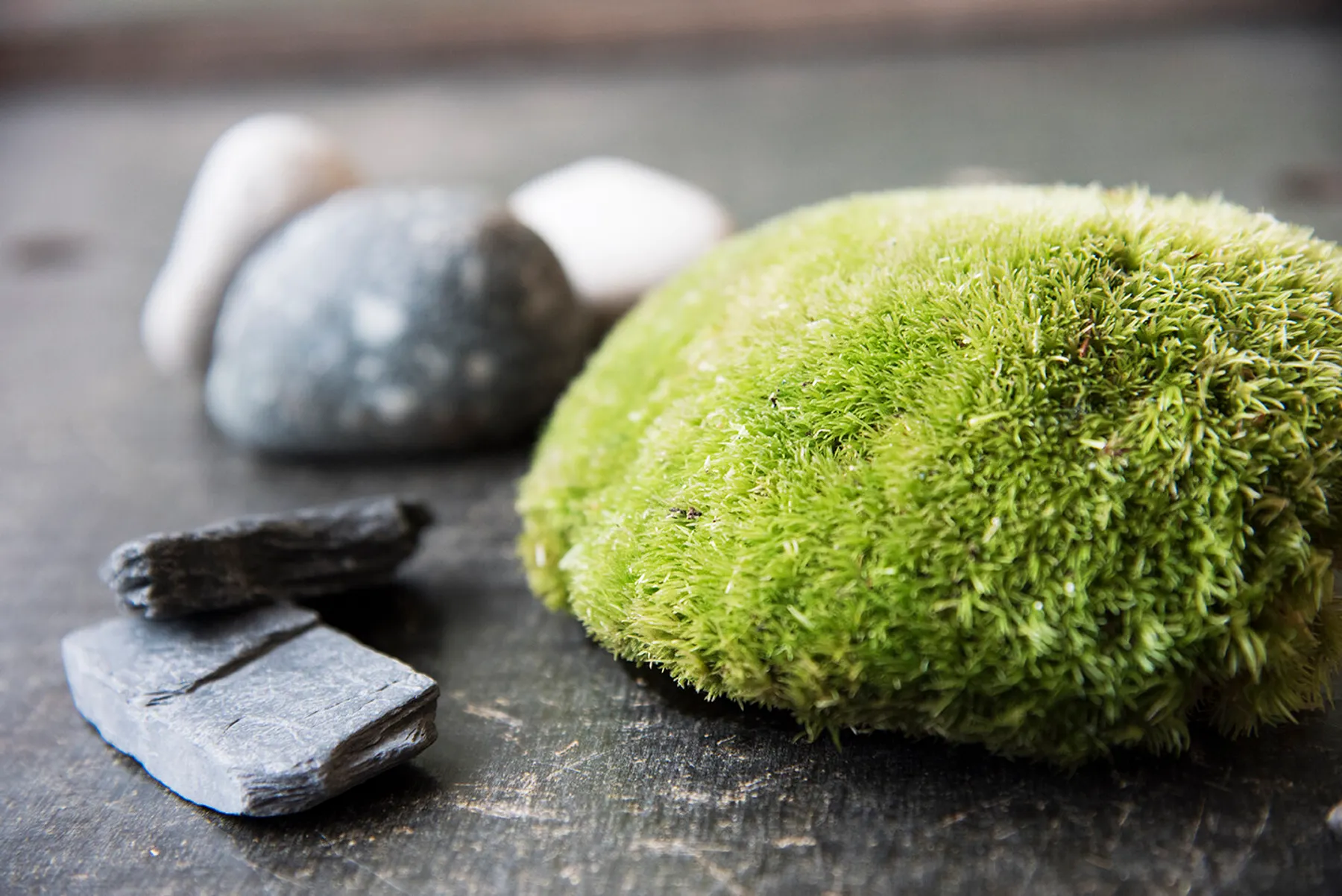 Réalisez un terrarium - Image n°1 - Wecandoo