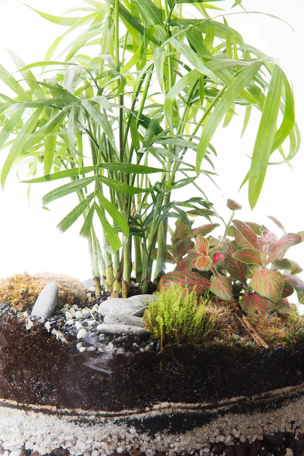 Réalisez un terrarium - Afbeelding nr. 2 - Wecandoo