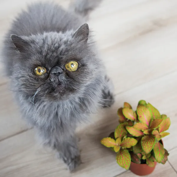 Réalisez un terrarium - Afbeelding nr. 5 - Wecandoo