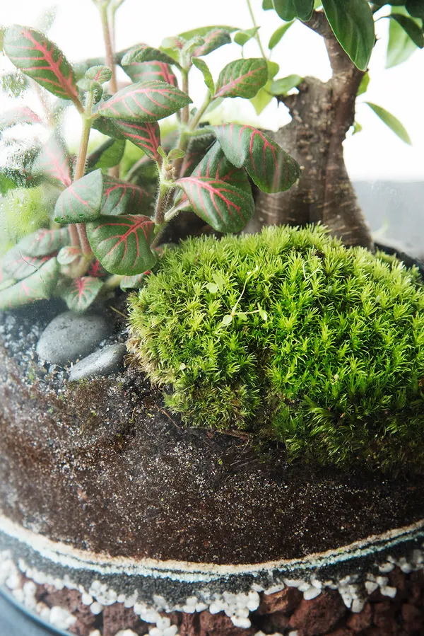 Créez un grand terrarium - Afbeelding nr. 5 - Wecandoo