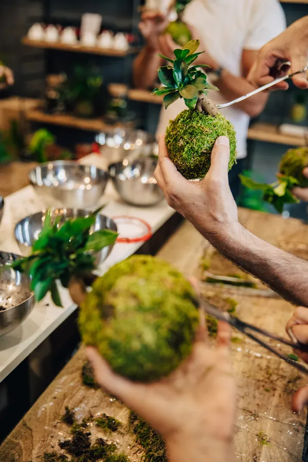 Créez votre kokedama - Image n°3 - Wecandoo