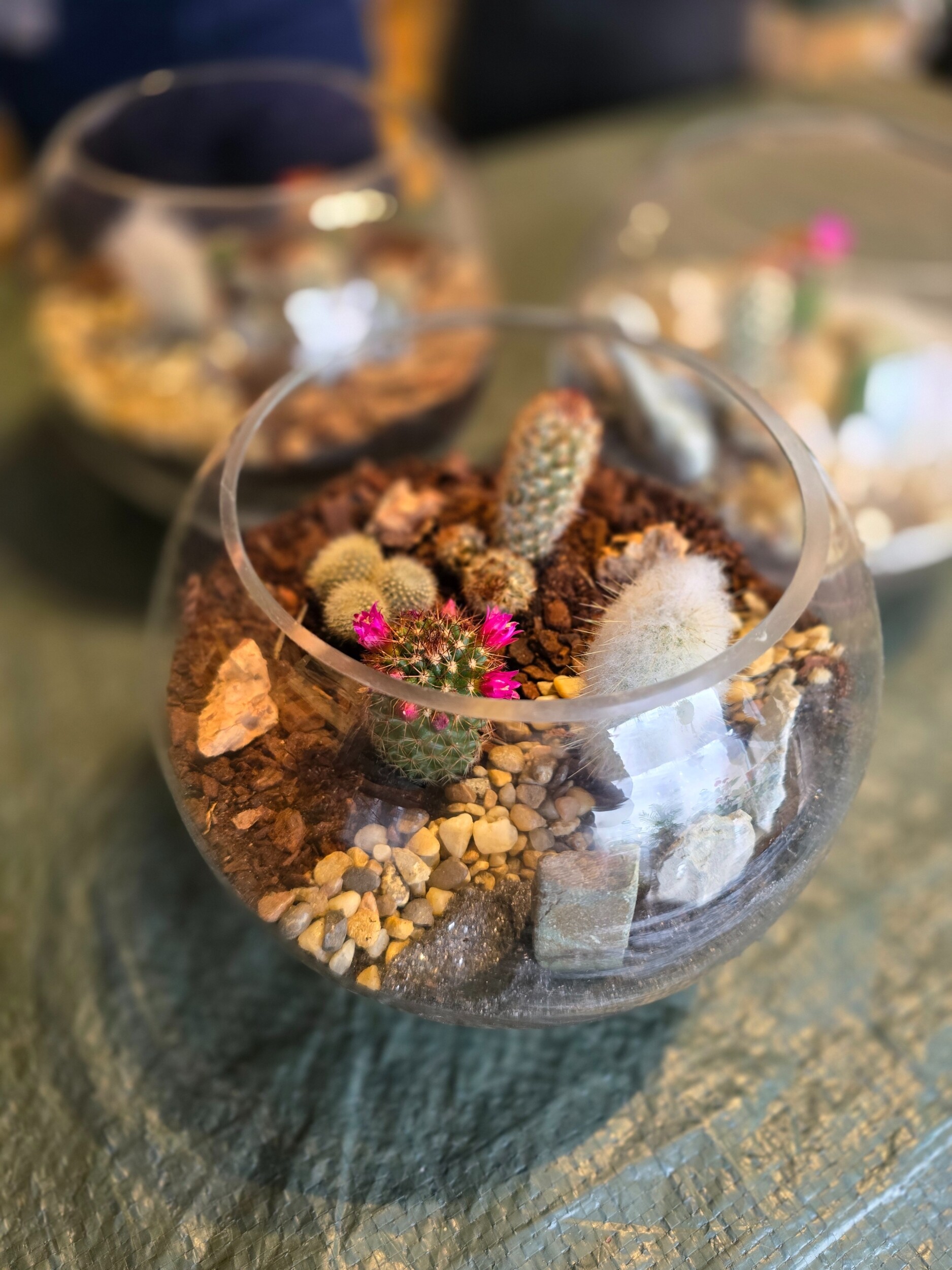 Réalisez votre terrarium de cactus
