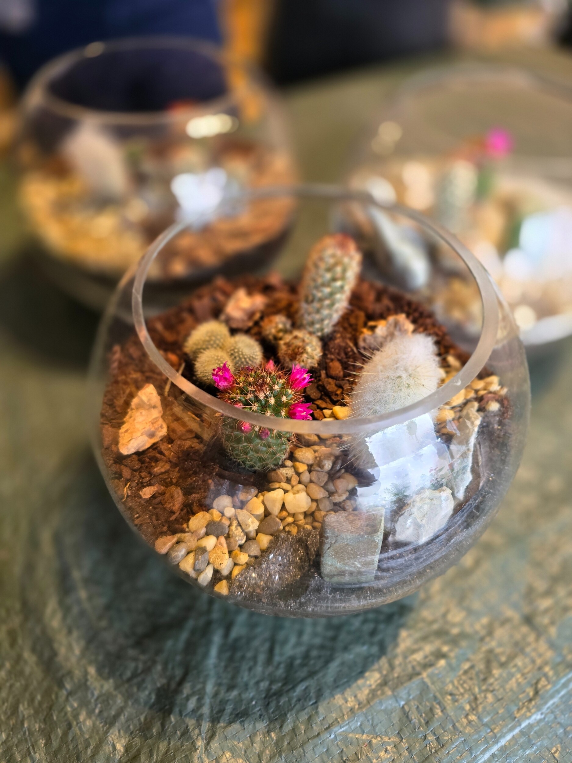 Wecandoo - Réalisez votre terrarium de cactus - Image n°5