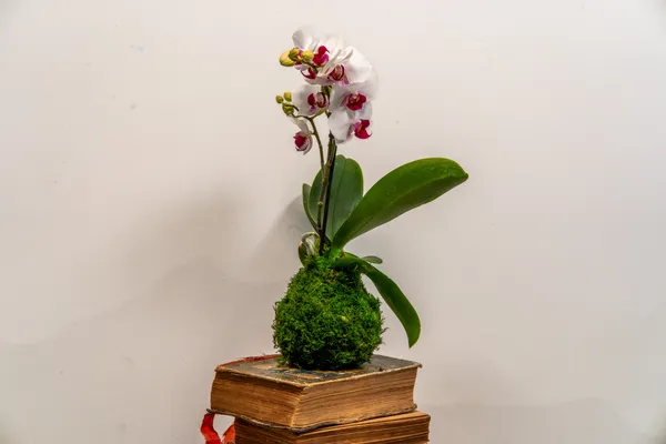 Réalisez votre kokédama avec Annabelle - Afbeelding nr. 2 - Wecandoo