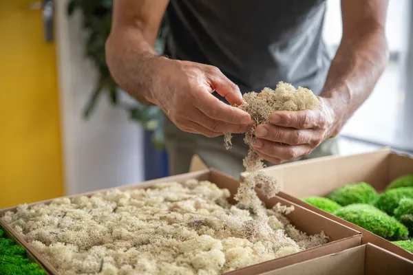 Réalisez votre jardin japonais en plantes stabilisées avec Hugues - Afbeelding nr. 3 - Wecandoo