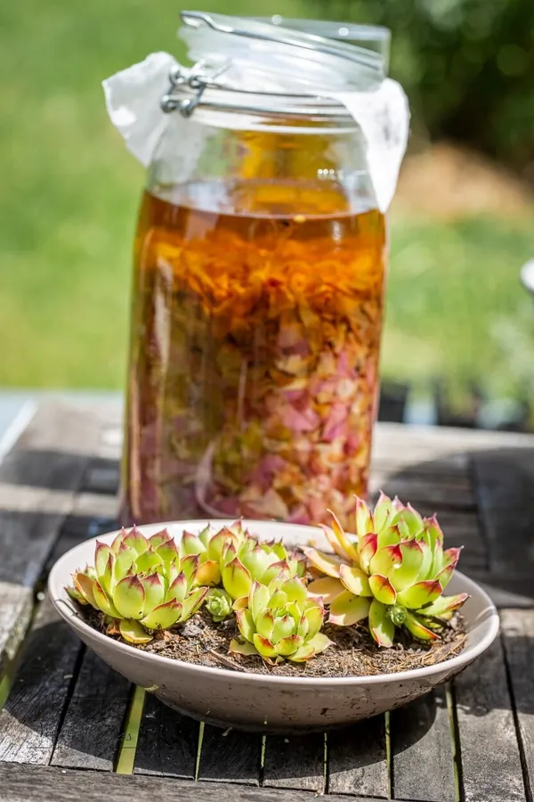 Découvrez les plantes sauvages avec Madeleine et Olivier - Image n°5 - Wecandoo