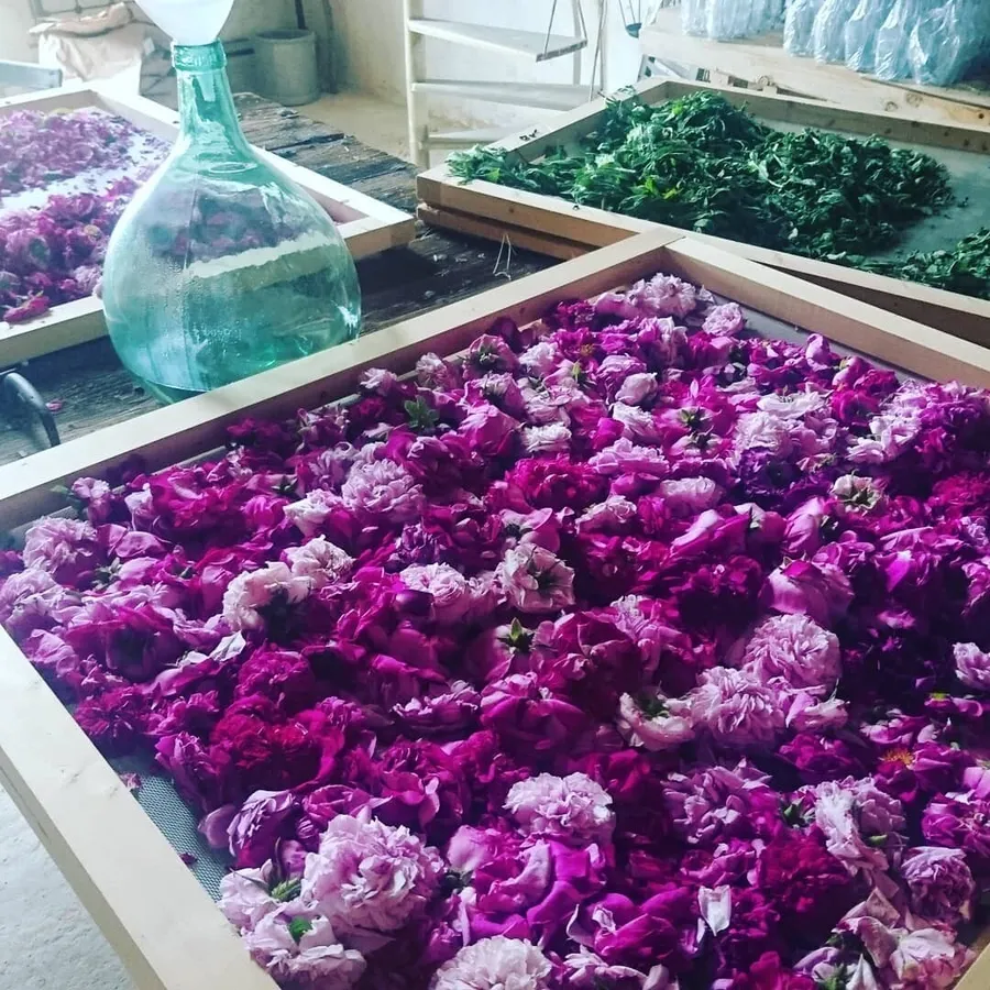 Distillez votre hydrolat avec Madeleine - Image n°1 - Wecandoo