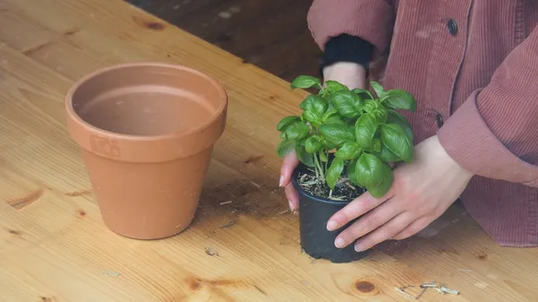 Cultivez vos aromates en pot avec Lolita - Image n°3 - Wecandoo