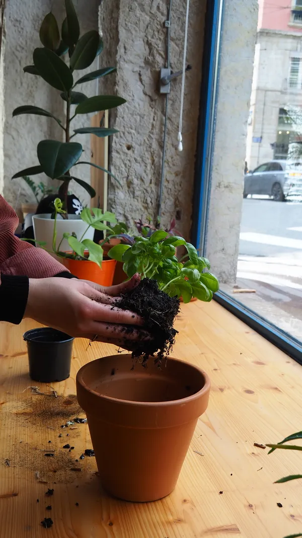 Cultivez vos aromates en pot avec Lolita - Image n°5 - Wecandoo