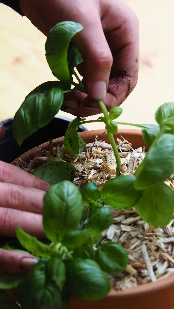 Cultivez vos aromates en pot avec Lolita - Image n°2 - Wecandoo