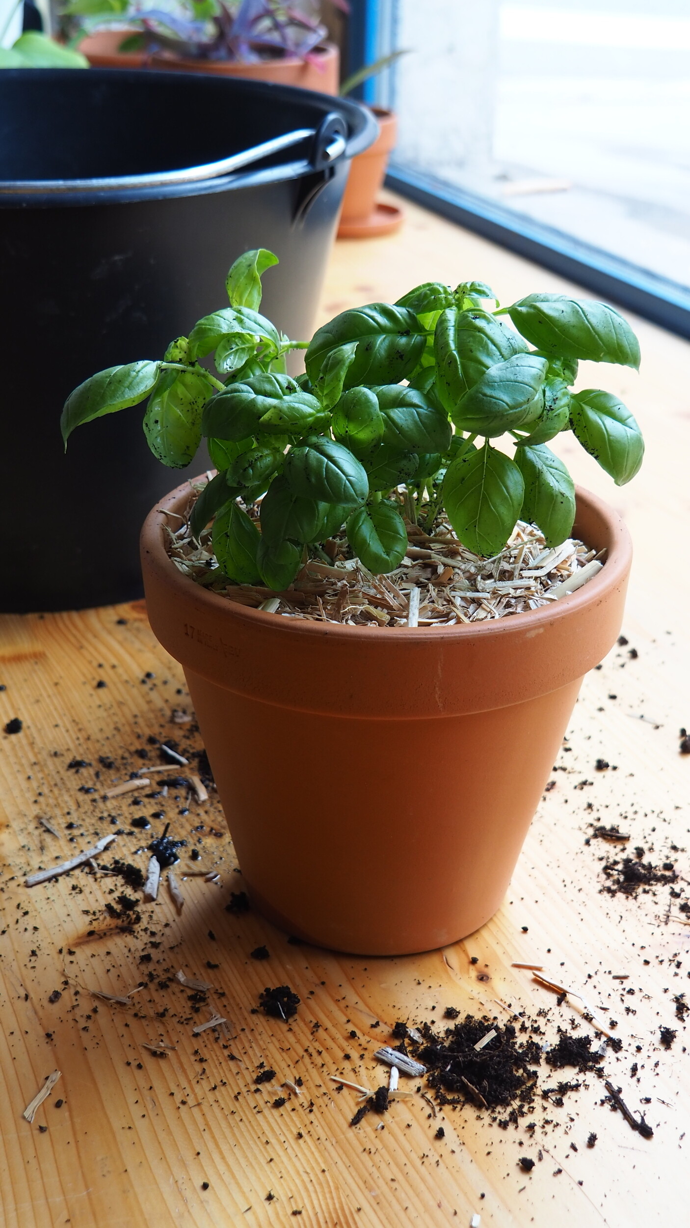 Cultivez vos aromates en pot à Lyon