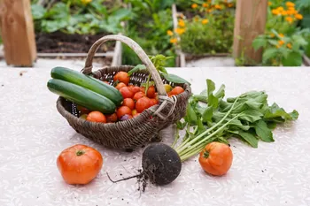 Initiez-vous à l’agriculture urbaine low-tech