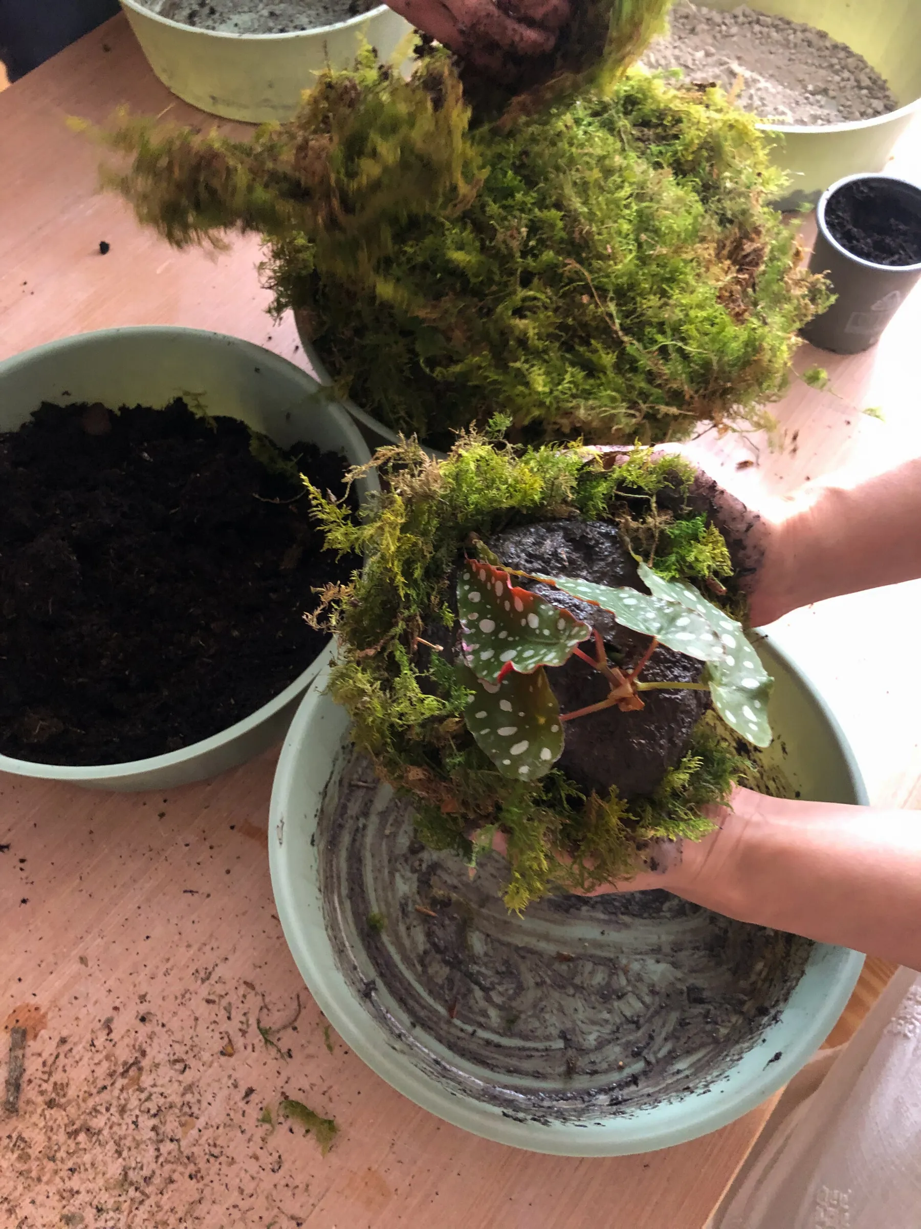 Fabriquez votre kokedama avec Adeline - Image n°2 - Wecandoo