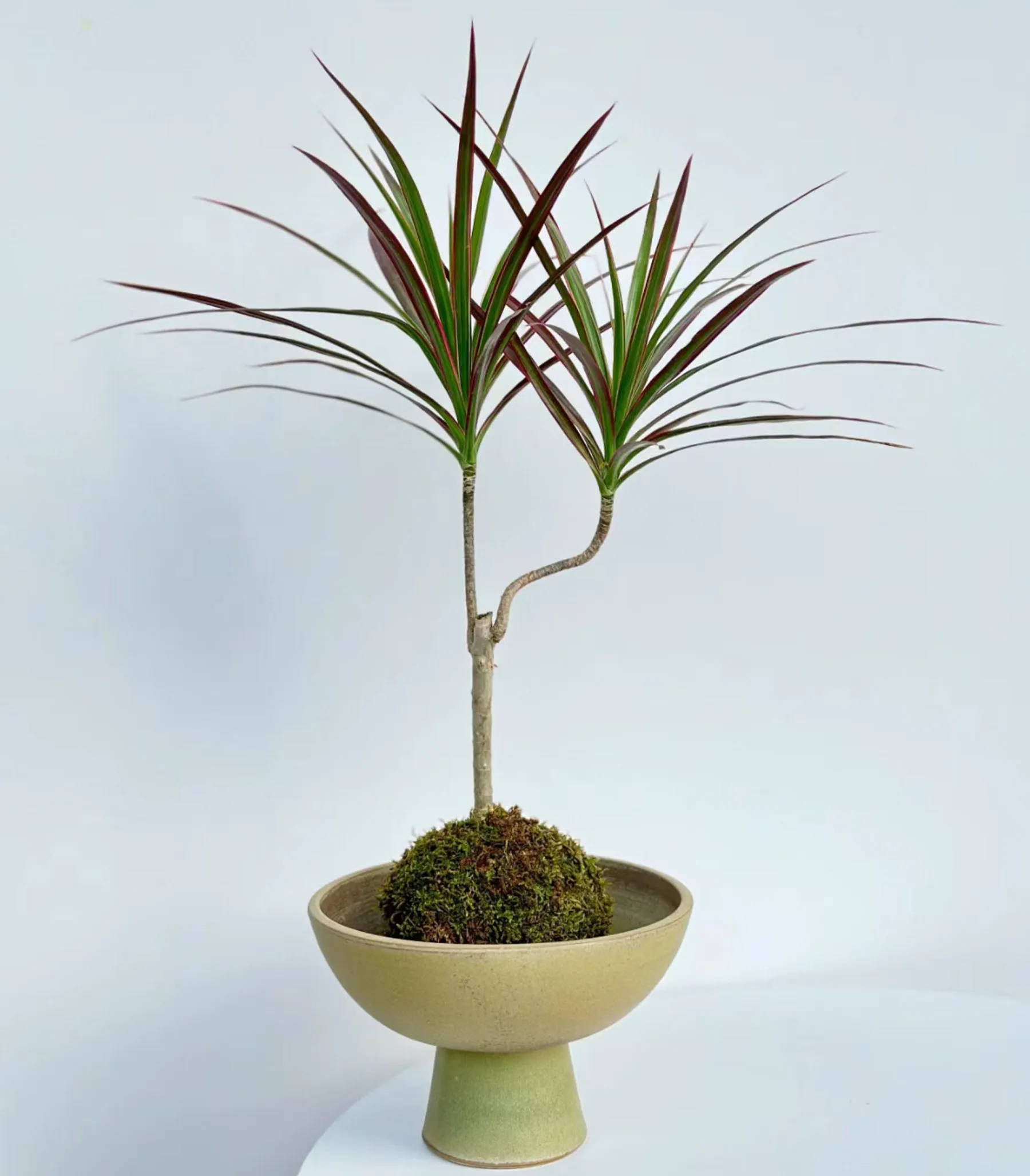 Créez votre kokedama avec Belle - Image n°2 - Wecandoo