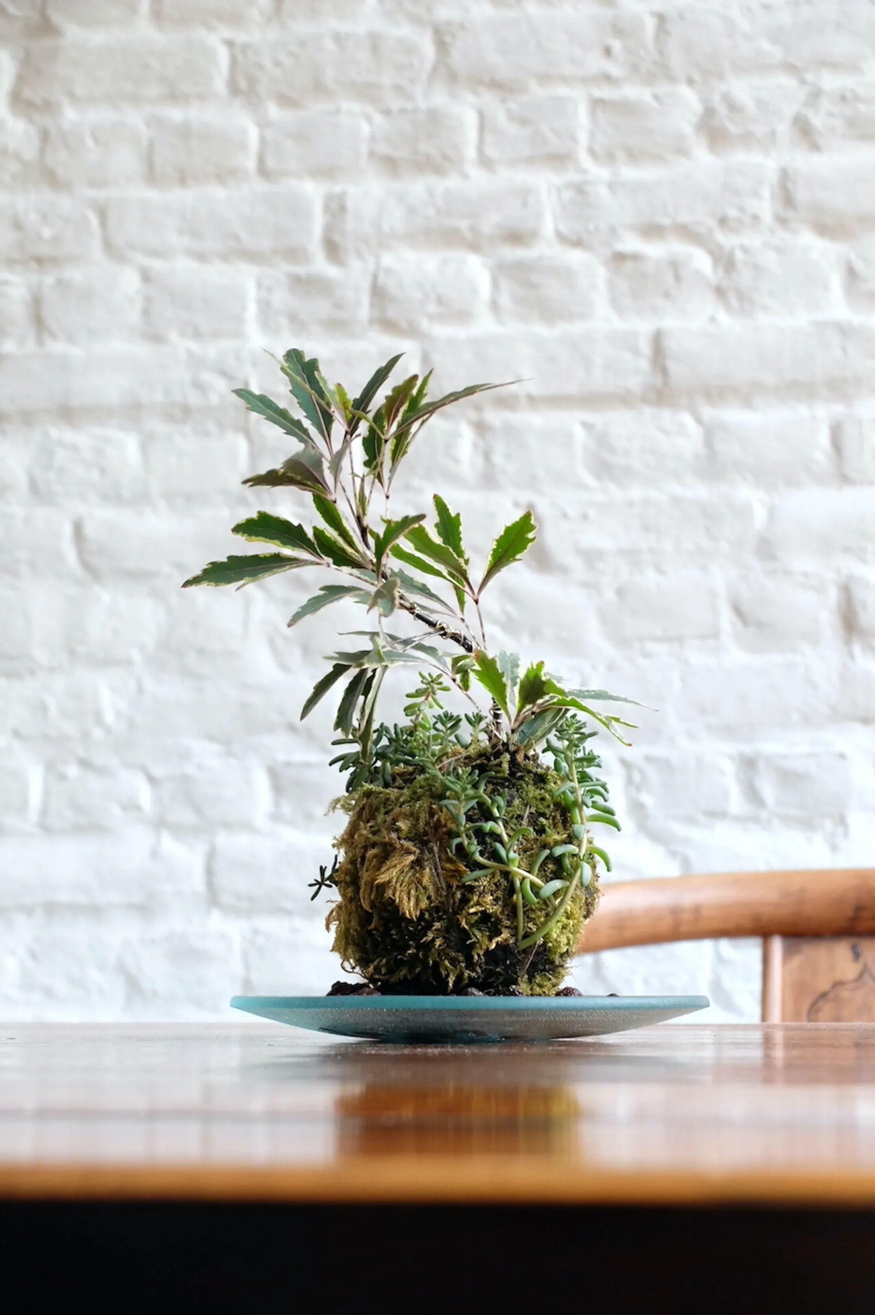 Créez votre kokedama avec Belle - Image n°5 - Wecandoo
