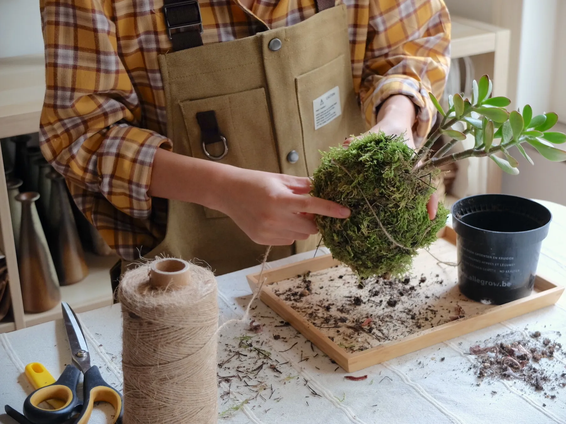 Créez votre kokedama avec Belle - Image n°3 - Wecandoo