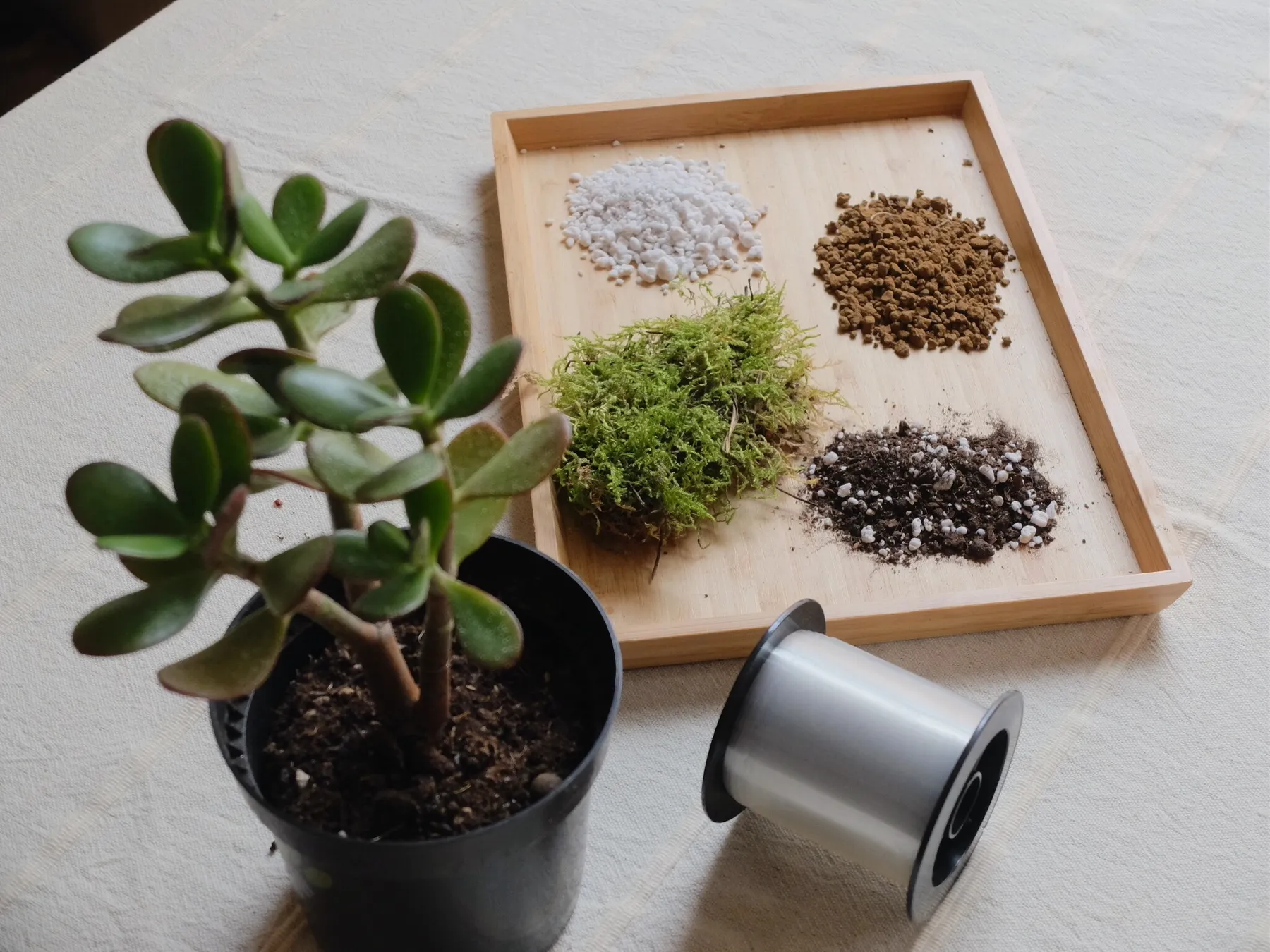 Créez votre kokedama avec Belle - Image n°4 - Wecandoo