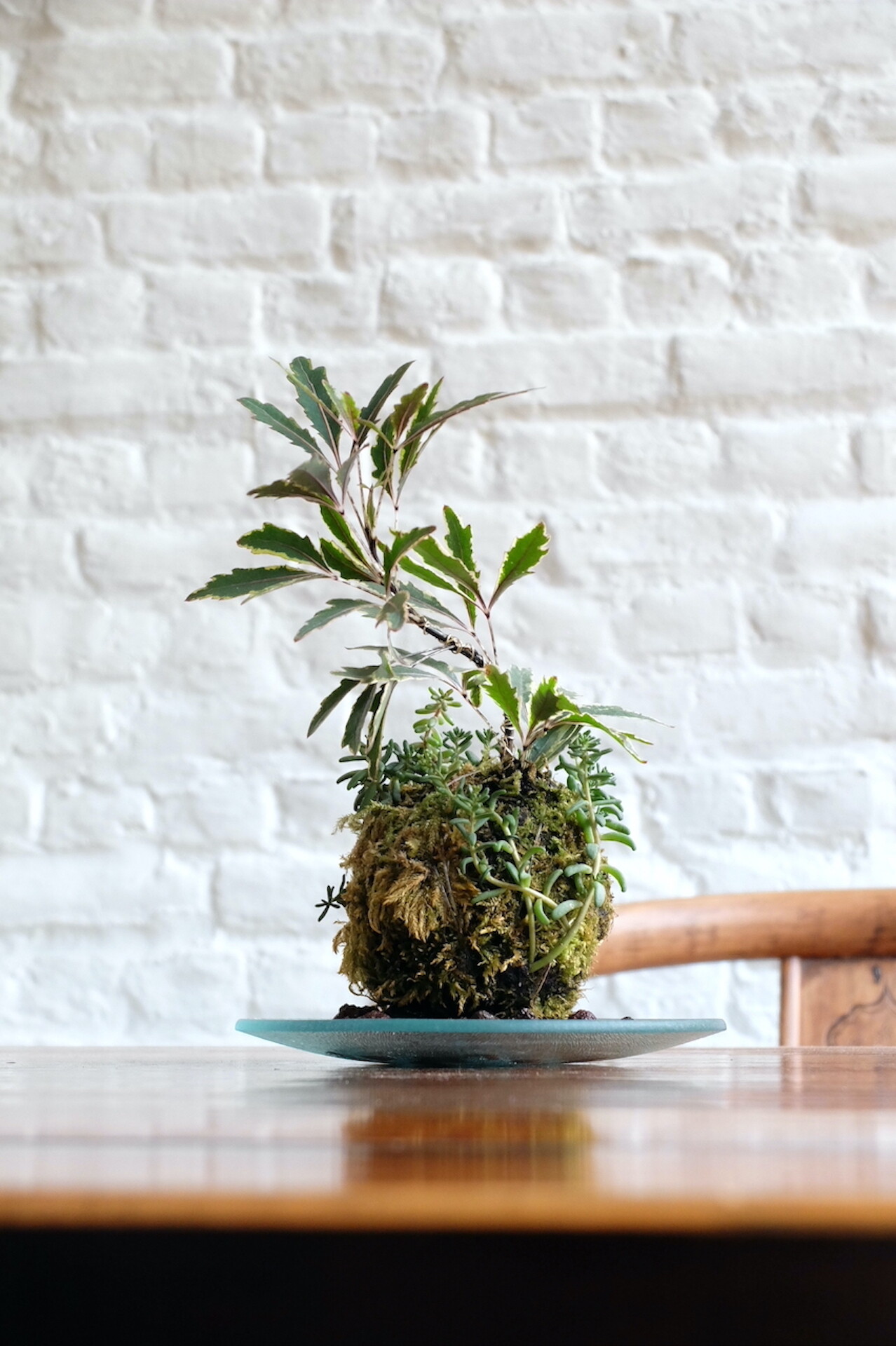 Créez votre kokedama