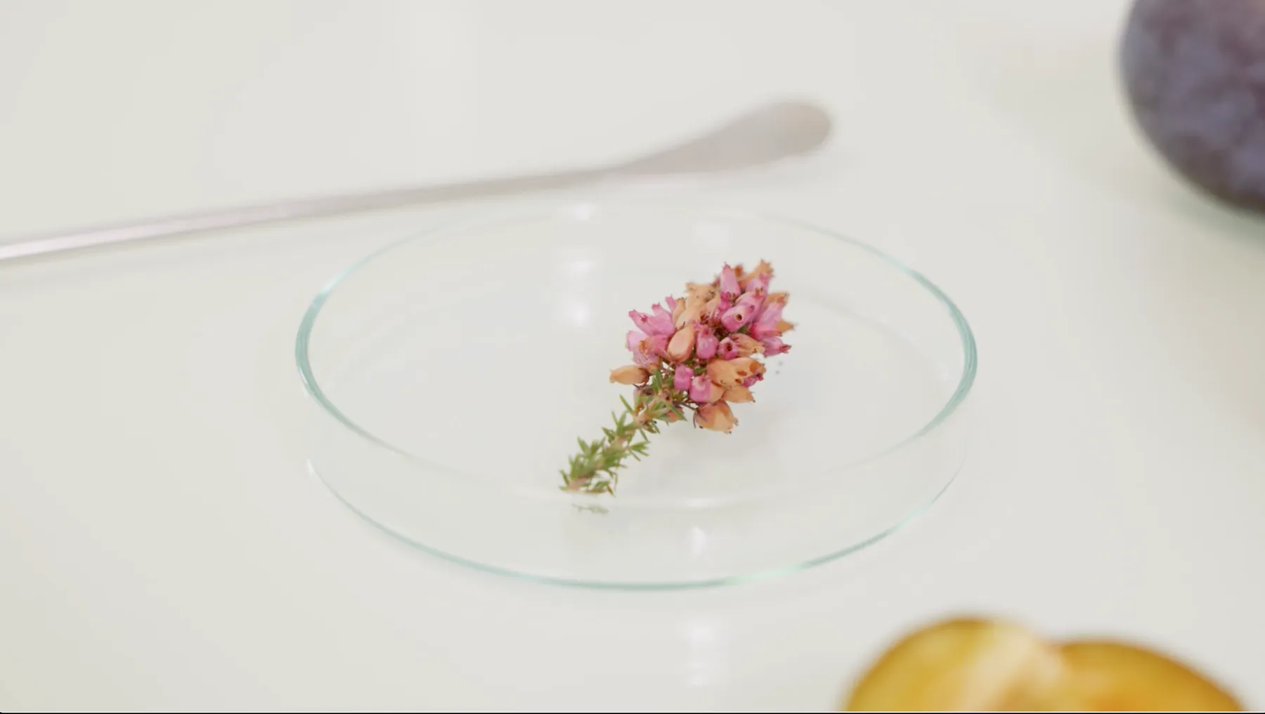 Réalisez votre duo de soins à la bruyère avec Marine et Gaëlle - Image n°2 - Wecandoo