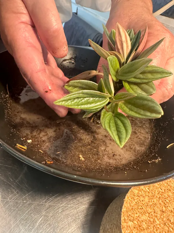 Composez votre terrarium avec Stéphanie - Image n°2 - Wecandoo