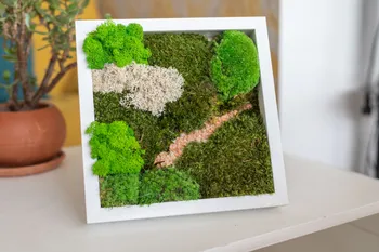 Réalisez votre cadre de plantes stabilisées