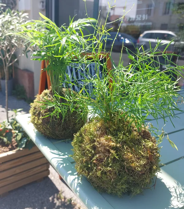 Fabriquez votre kokedama avec Stéphanie - Image n°5 - Wecandoo