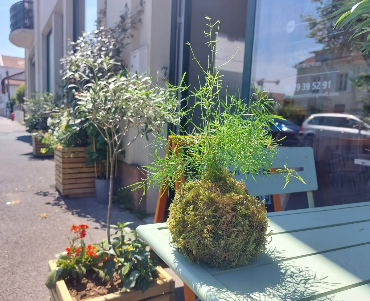 Fabriquez votre kokedama