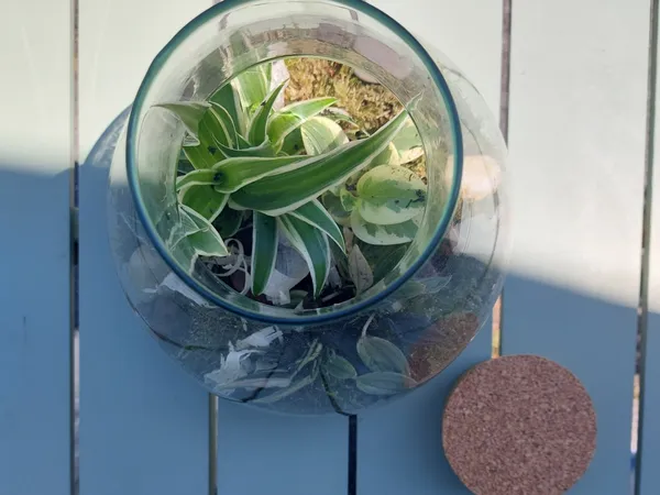 Composez votre terrarium avec Stéphanie - Image n°3 - Wecandoo