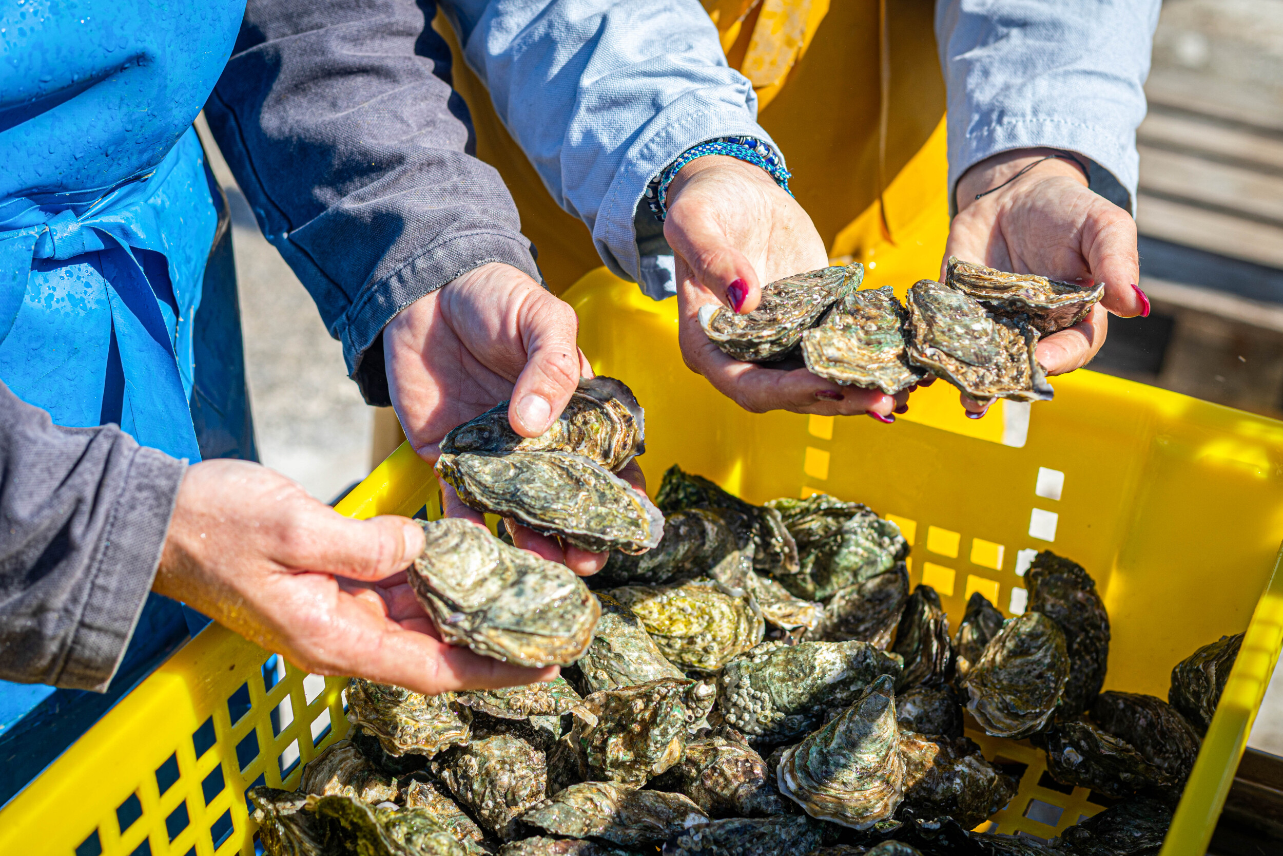 Découvrez le métier d'ostréiculteur