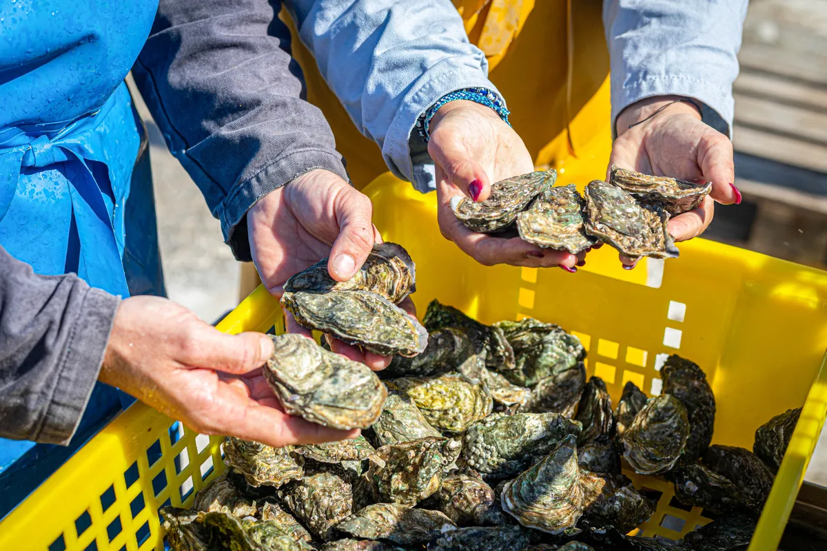 Découvrez le métier d'ostréiculteur