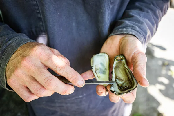 Visitez une cabane d'ostréiculture et dégustez des huitres avec Maxime - Image n°3 - Wecandoo