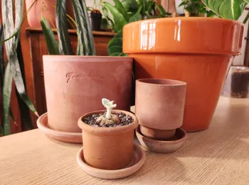 Wecandoo - Plongez dans l'univers des plantes d'intérieur