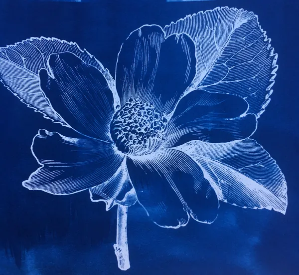 Initiez-vous à la technique du cyanotype - Image n°3 - Wecandoo