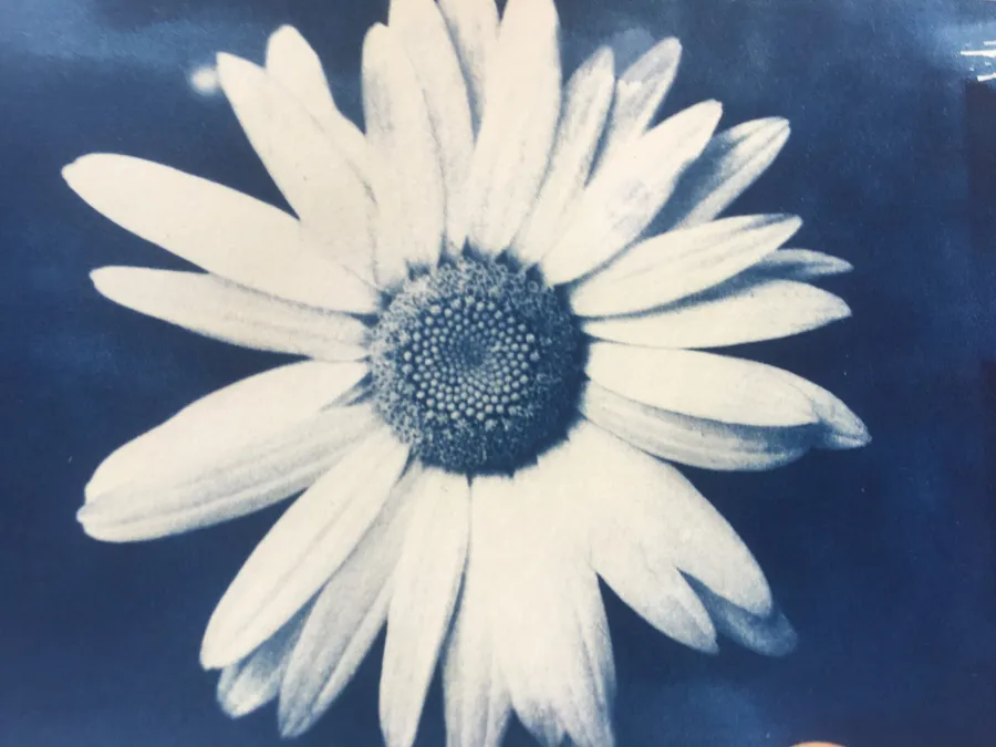 Initiez-vous à la technique du cyanotype - Image n°1 - Wecandoo