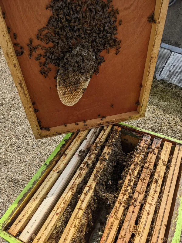 Devenez apiculteur le temps d'une journée avec Rafik - Image n°3 - Wecandoo