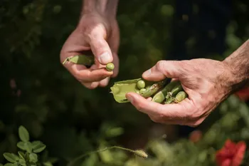 Initiez-vous à la permaculture urbaine