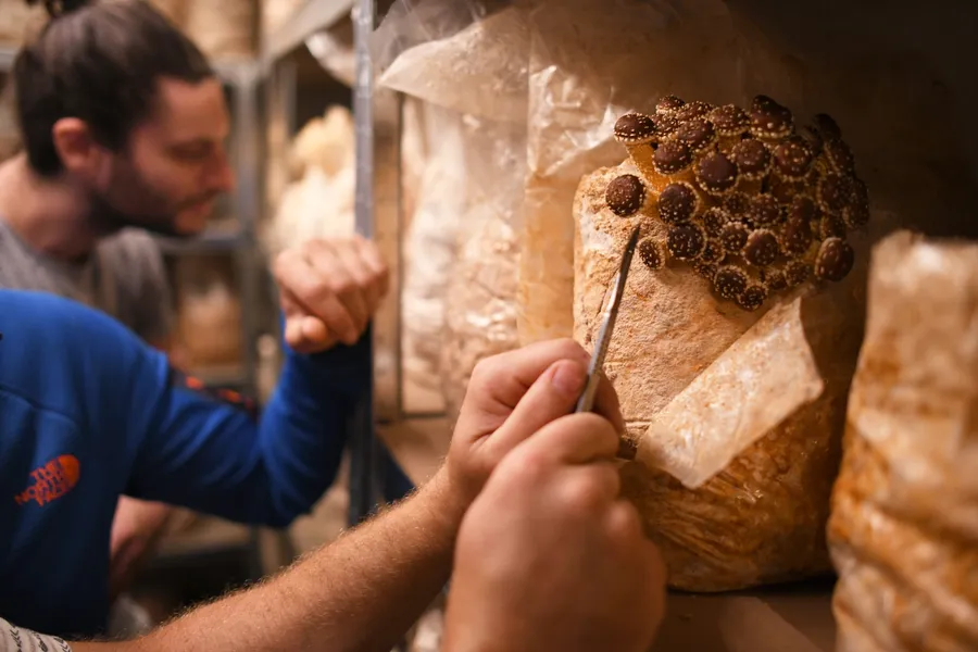Apprenez à cultiver vos champignons en sac - Image n°1 - Wecandoo