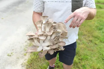 Apprenez à cultiver vos champignons sur bûche