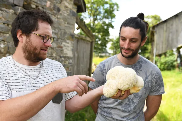 Apprenez à cultiver vos champignons en sac - Image n°2 - Wecandoo