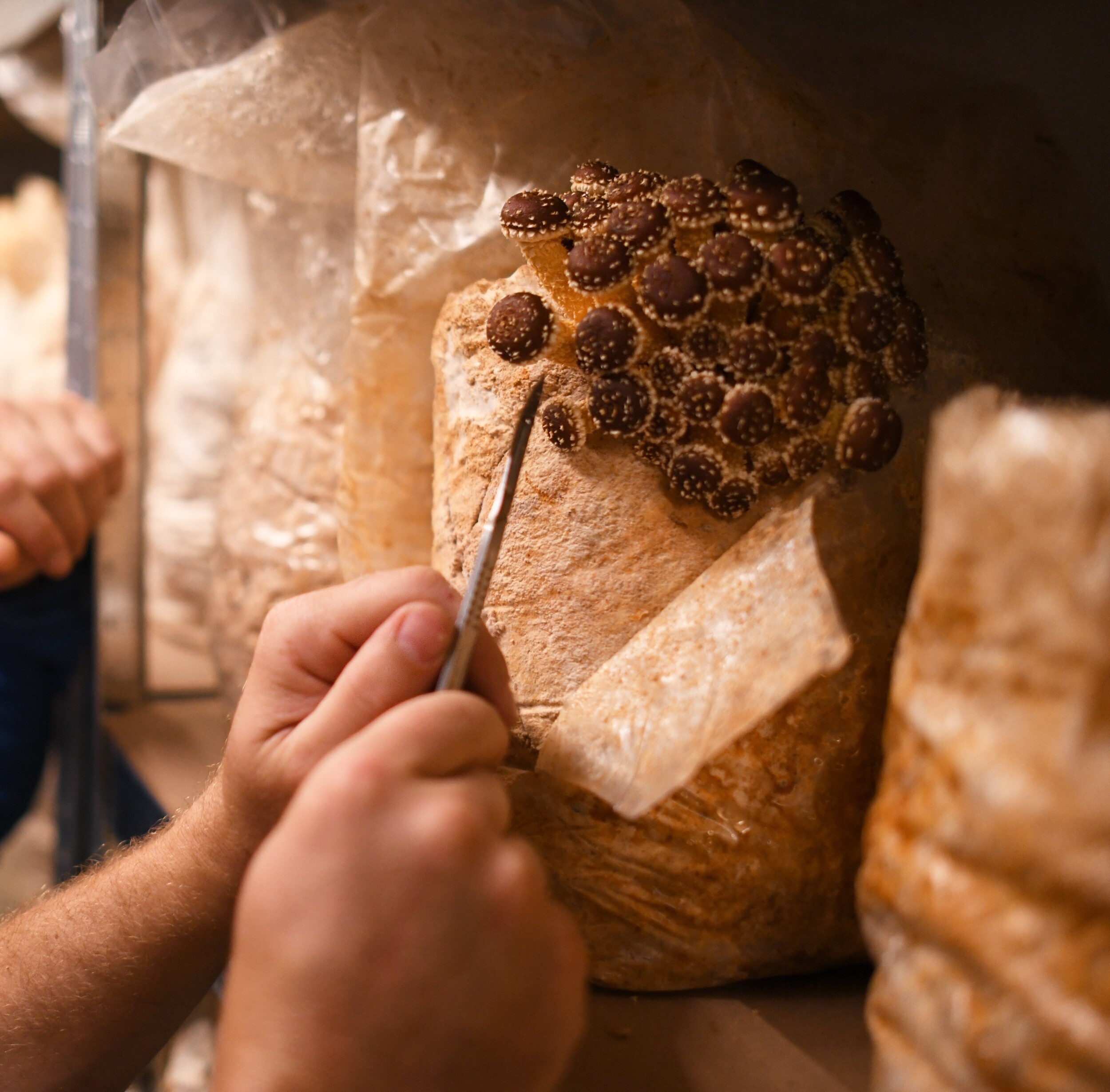 Apprenez à cultiver vos champignons en sac
