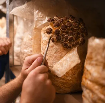 Wecandoo - Apprenez à cultiver vos champignons en sac