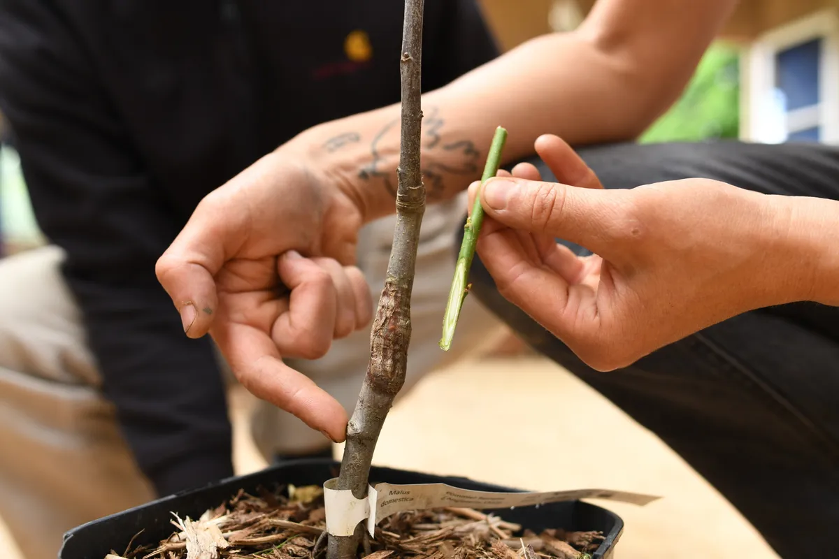 Initiez-vous à la greffe des arbres fruitiers