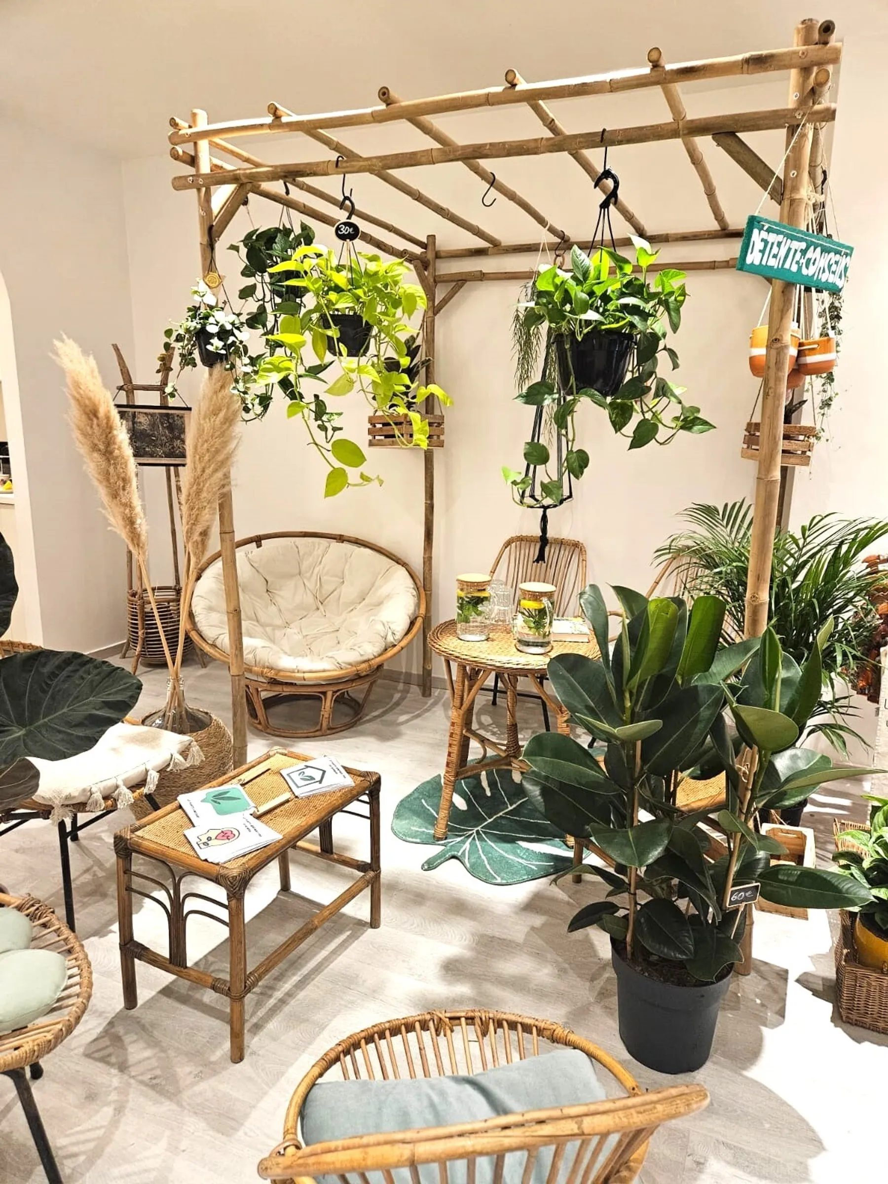 Apprenez à rempoter et entretenir vos plantes d'intérieur - Image n°4 - Wecandoo